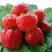 Клубника ВИМА ЗАНТА в Осиповичах