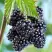 Ежевика БЛЭК САТИН бесшипная  в Осиповичах