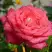 Роза ПЬЕР КАРДЕН чайно-гибридная в Осиповичах