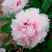 Пион ПЕРСИК ПОД СНЕГОМ древовидный в Осиповичах