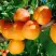 Абрикос СПАДЧЫНА в Осиповичах