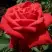 Роза СОФИ ЛОРЕН чайно-гибридная в Осиповичах