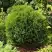 Туя ТИНИ ТИМ западная в Осиповичах