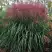 Мискантус МАЛЕПАРТУС китайский  в Осиповичах