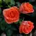 Роза ОРАНЖ ДЖЕВЕЛ миниатюрная в Осиповичах