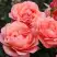 Роза КОРАЛ ЛИОНС РОУЗ флорибунда в Осиповичах