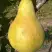 Груша КОНКОРД в Осиповичах