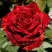 Роза РЕД ИНТУИШН чайно-гибридная в Осиповичах