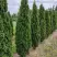Туя ДЕГРУТ СПАЙР западная в Осиповичах