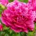 Пион НОЧНЫЕ ГРЕЗЫ древовидный в Осиповичах