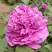 Пион ОРНАМЕНТ древовидный в Осиповичах