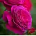 Роза МАЛИНОВЫЙ ЗВОН чайно-гибридная в Осиповичах