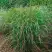 Просо РЕБРАУН прутьевидное в Осиповичах
