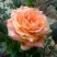 Роза ЭЛЬДОРАДО чайно-гибридная в Осиповичах