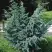 Можжевельник БЛЮ АЛЬПС китайский  в Осиповичах