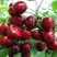 Черешня ГРОНКАВАЯ в Осиповичах