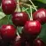 Черешня ГРОНКАВАЯ в Осиповичах
