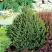 Ель КОМПАКТА обыкновенная в Осиповичах
