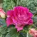 Роза БРЕРА флорибунда в Осиповичах