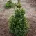 Ель ВИЛС ЦВЕРГ обыкновенная в Осиповичах