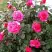 Роза МАЛИНОВЫЙ ЗВОН чайно-гибридная в Осиповичах