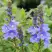 Вероника РОЯЛ БЛЮ большая в Осиповичах
