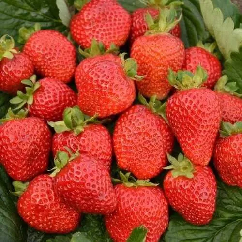 Клубника САН АНДРЕАС ремонтантная  Клубника САН АНДРЕАС ремонтантная в Осиповичах