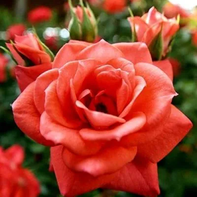 Ремонтантные гибриды в Осиповичах