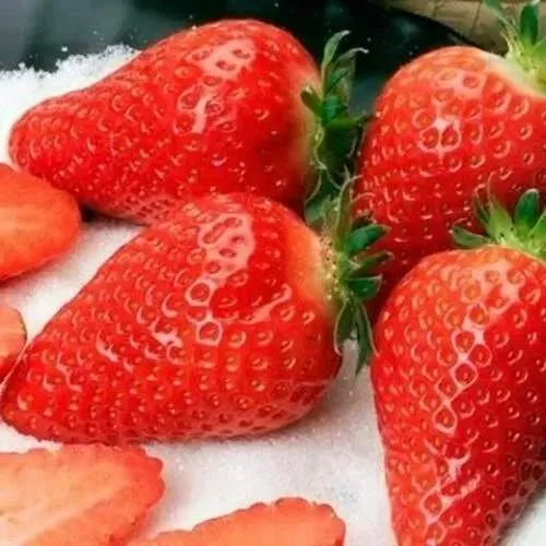 Клубника АЛЬБА  Клубника АЛЬБА в Осиповичах