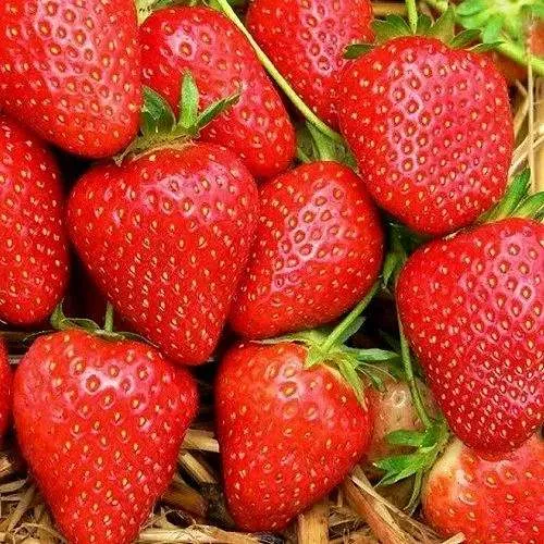 Клубника КВИКИ  Клубника КВИКИ в Осиповичах