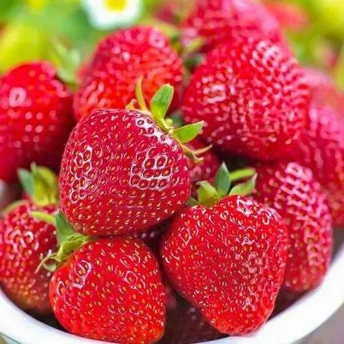 Клубника СИЛЬВИЯ  Клубника СИЛЬВИЯ в Осиповичах