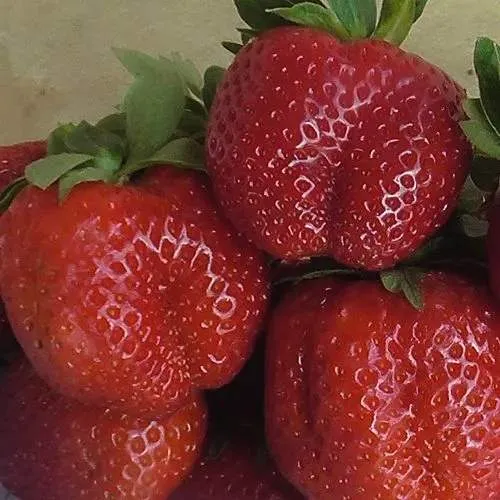 Клубника ДЕСТЕНИ  Клубника ДЕСТЕНИ в Осиповичах