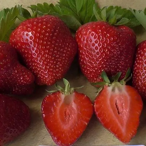 Клубника САНДРА  Клубника САНДРА в Осиповичах