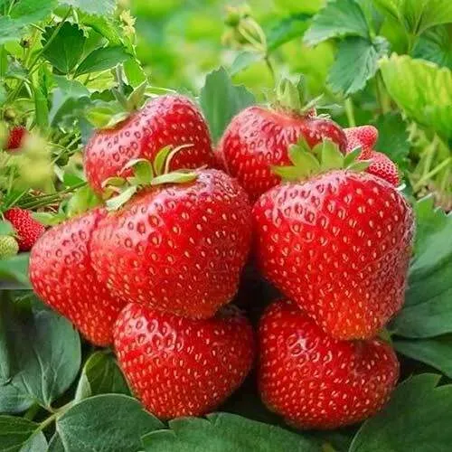 Клубника КИМБЕРЛИ  Клубника КИМБЕРЛИ в Осиповичах