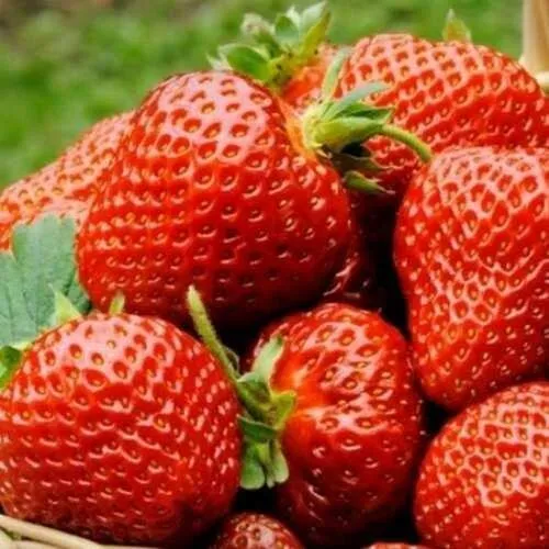 Клубника ФЛОРЕНС  Клубника ФЛОРЕНС в Осиповичах