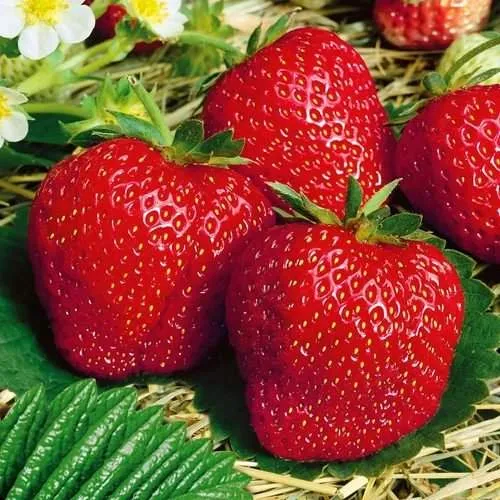 Клубника ВИМА ЗАНТА  Клубника ВИМА ЗАНТА в Осиповичах