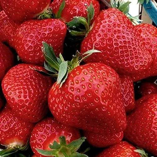 Клубника КЛЕРИ  Клубника КЛЕРИ в Осиповичах