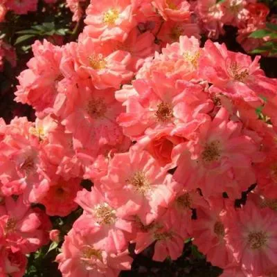 Почвопокровная роза в Осиповичах