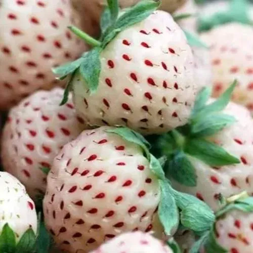 Клубника АНАНАСА ремонтантная  Клубника АНАНАСА ремонтантная в Осиповичах