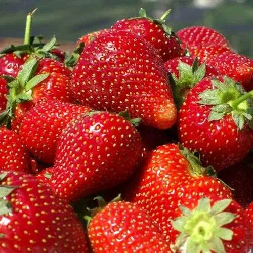 Клубника ПИРЧИНКЬЮ  Клубника ПИРЧИНКЬЮ в Осиповичах