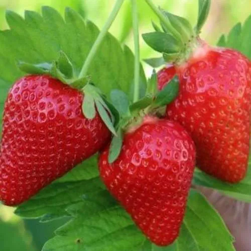 Клубника КЛОДИЯ  Клубника КЛОДИЯ в Осиповичах