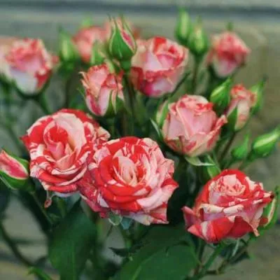 Миниатюрная роза в Осиповичах