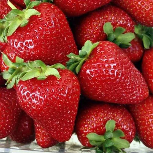 Клубника СКАЛА  Клубника СКАЛА в Осиповичах