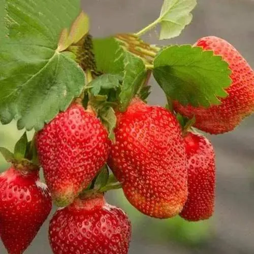 Клубника АЗИЯ  Клубника АЗИЯ в Осиповичах