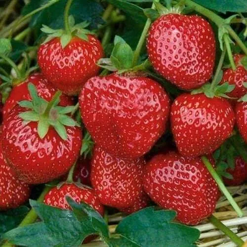 Клубника СЕЛЬВА ремонтантная  Клубника СЕЛЬВА ремонтантная в Осиповичах