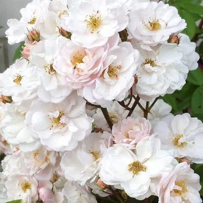 Мускусная роза в Осиповичах