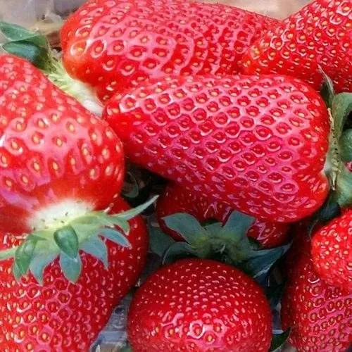 Клубника АМИ  Клубника АМИ в Осиповичах