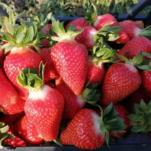 Клубника ЛЮЧИЯ  Клубника ЛЮЧИЯ в Осиповичах