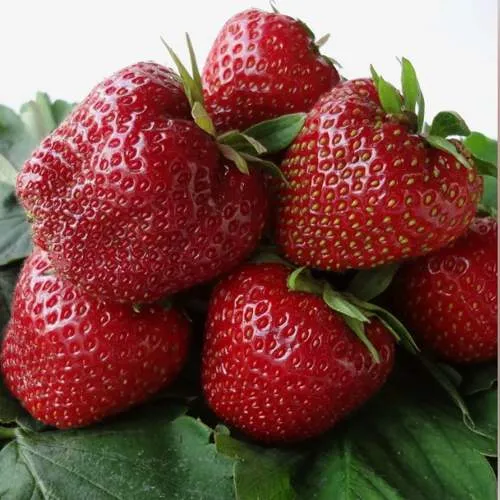 Клубника НАБИЛА  Клубника НАБИЛА в Осиповичах