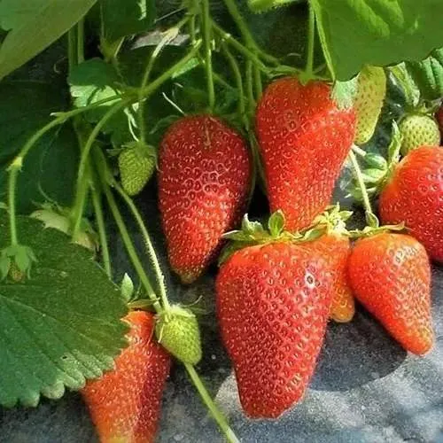 Клубника РОКСАНА  Клубника РОКСАНА в Осиповичах